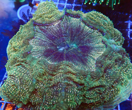 (WYSIWYG) Showpiece Acantho (~8")