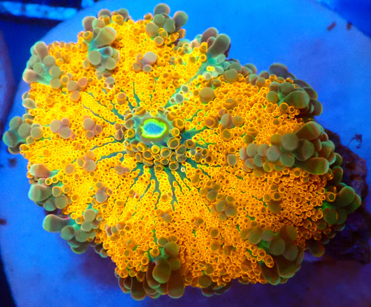 (WYSIWYG) Ricordea Yuma A1