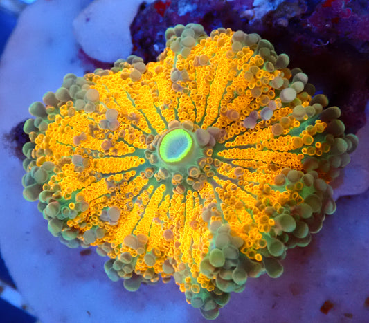 (WYSIWYG) Ricordea Yuma A2