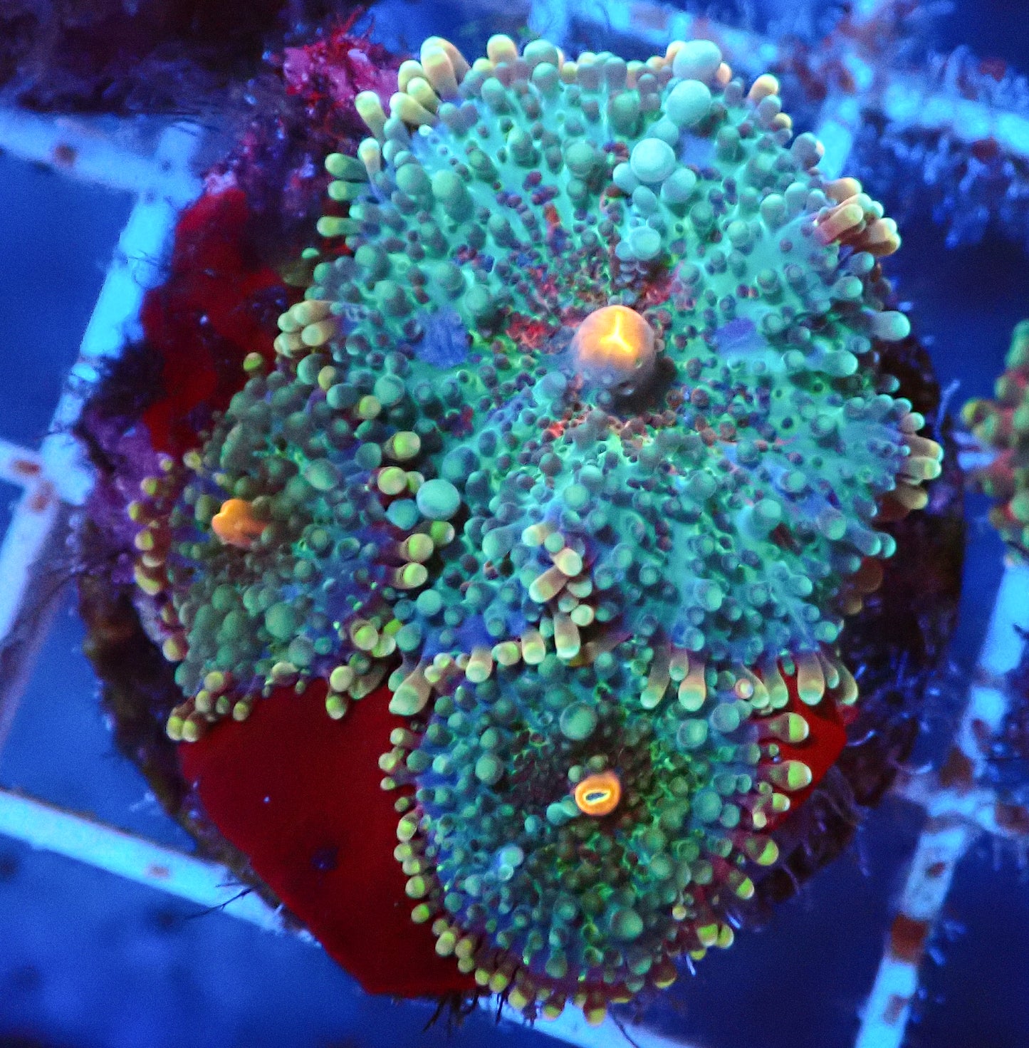 (WYSIWYG) Rainbow Ricordea Colony