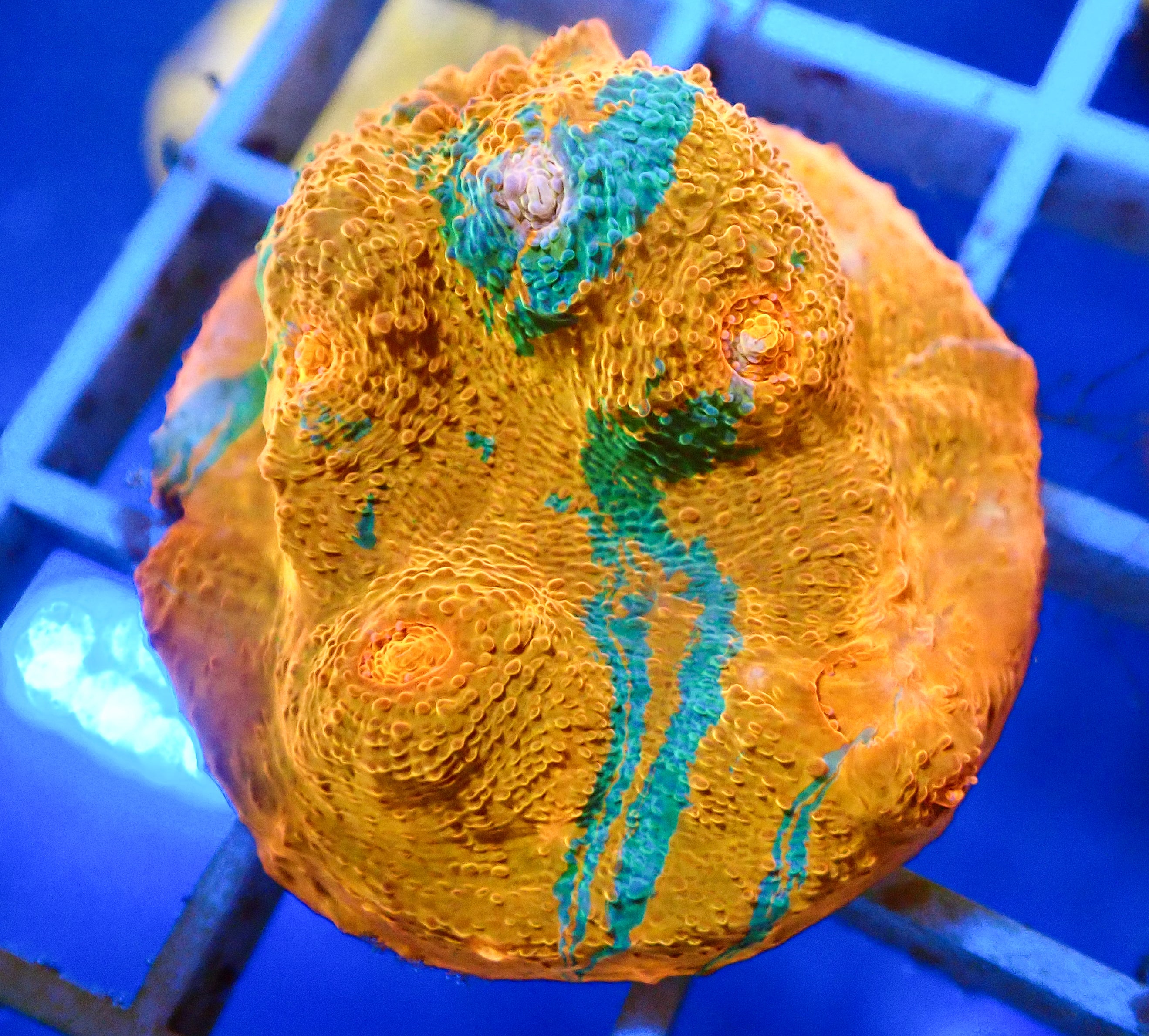 Cheers! アクア　SP Orange Crush Chalice Coral for Sale | Underwater Archives