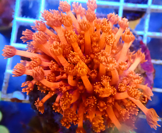 (WYSIWYG) Red Goni Colony R2T1AA