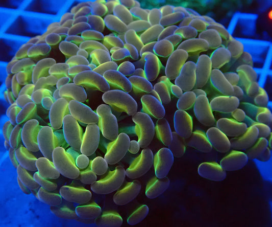 (WYSIWYG) Hologram Branch Hammer Colony A3