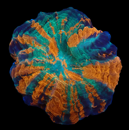(WYSIWYG) Rainbow Acanthophyllia