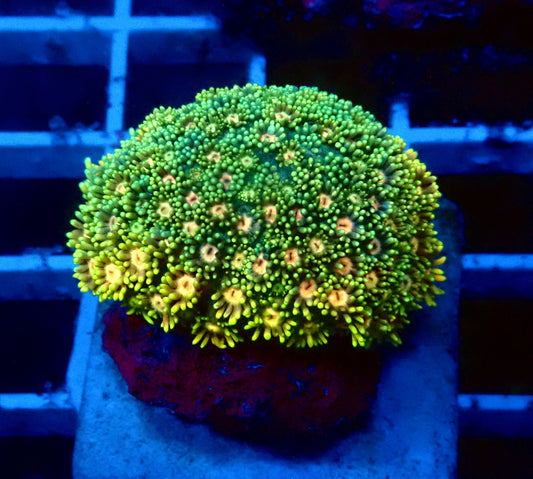 (WYSIWYG) Ultra Rainbow Goni Colony B3