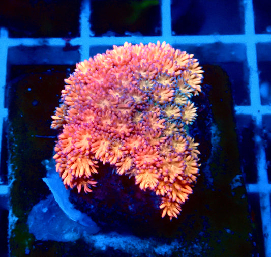 (WYSIWYG) Ultra Rainbow Goni Colony B1