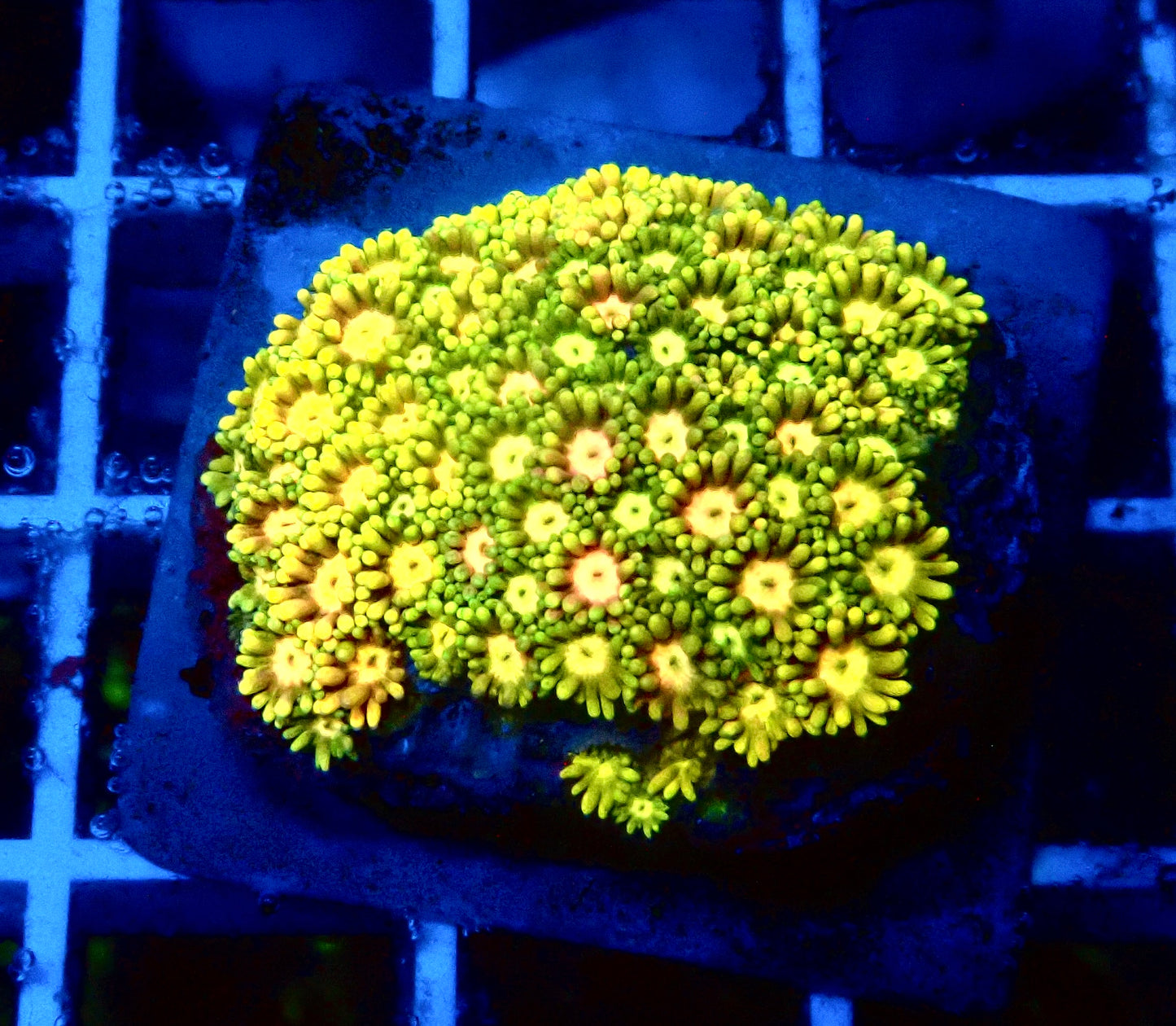 (WYSIWYG) Ultra Rainbow Goni Colony A3