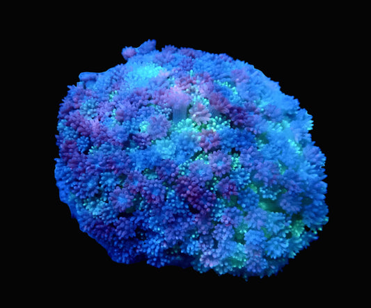 (WYSIWYG) Ultra Rainbow Goni Colony A1