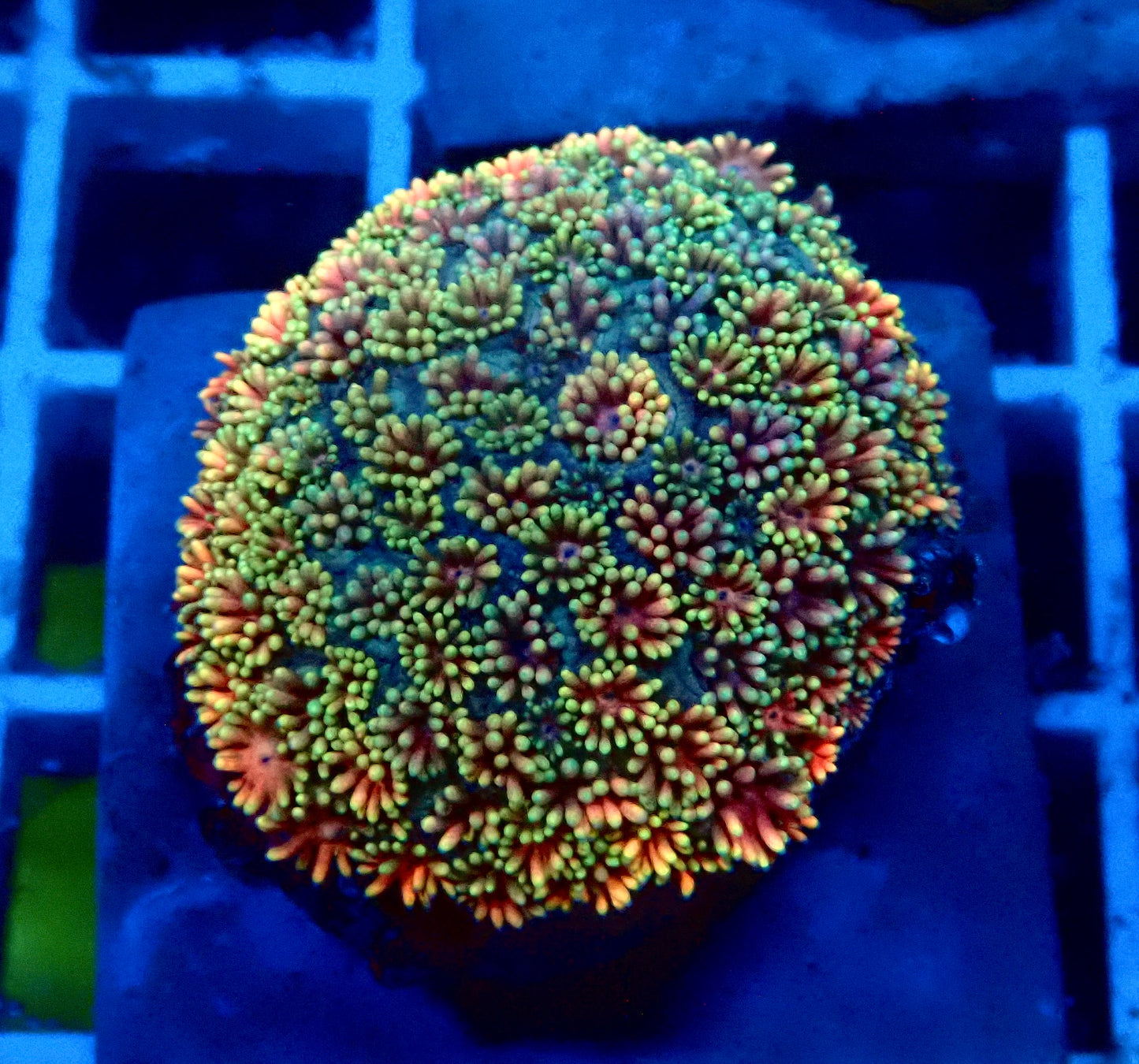 (WYSIWYG) Ultra Rainbow Goni Colony B6