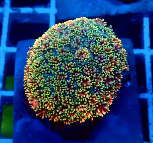 (WYSIWYG) Ultra Rainbow Goni Colony B6