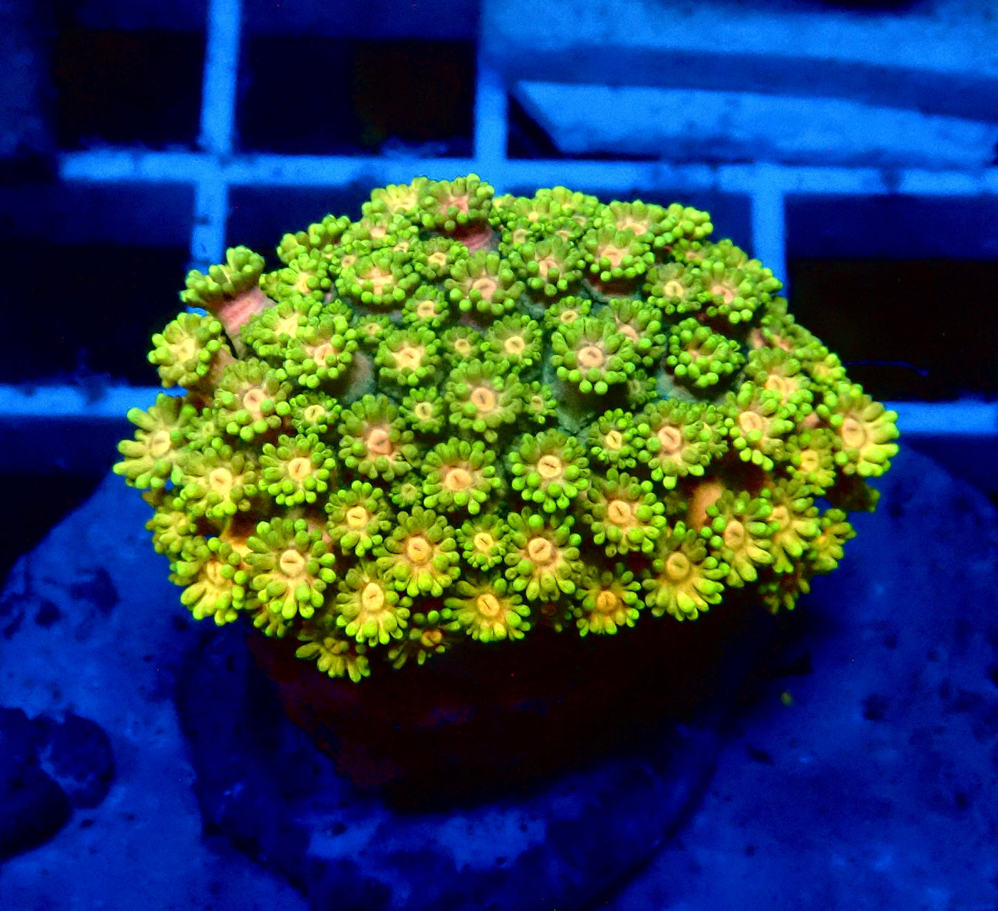 (WYSIWYG) Ultra Rainbow Goni Colony B4