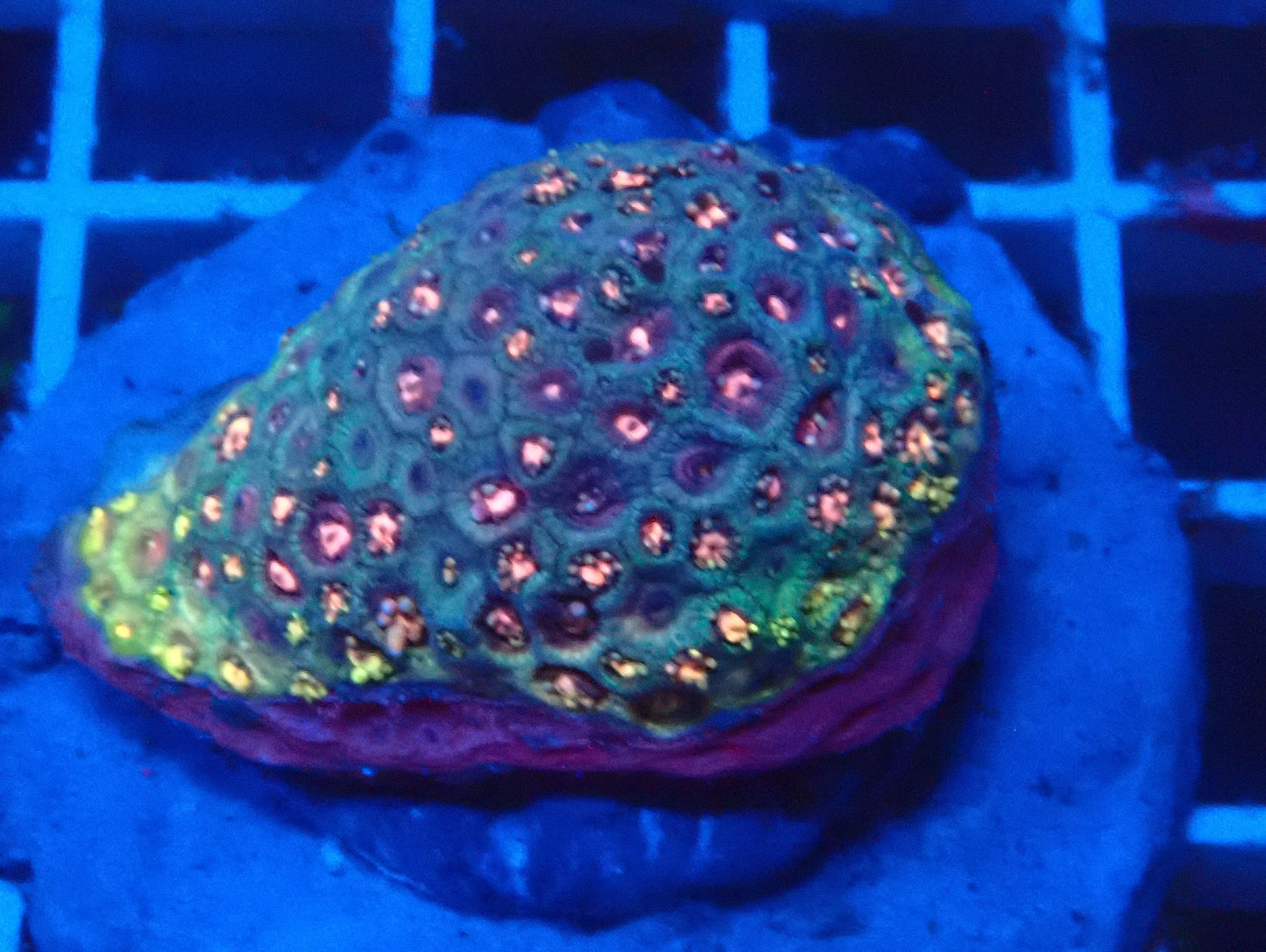 (WYSIWYG) Ultra Rainbow Goni Colony A4