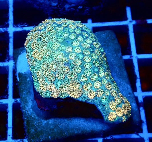 (WYSIWYG) Ultra Rainbow Goni Colony A2