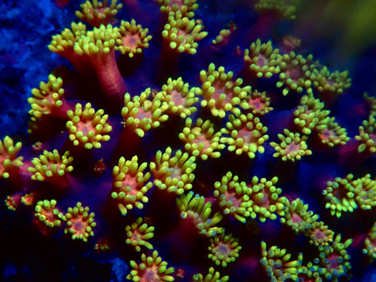 (WYSIWYG) Mai Tai Goni Colony R2T1B2