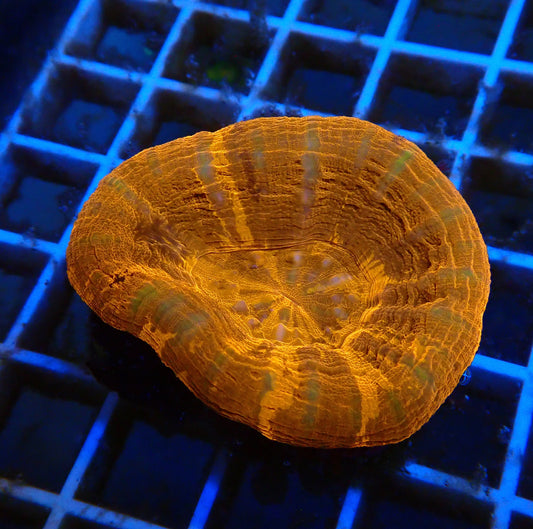 (WYSIWYG) Ultra Red Scolymia