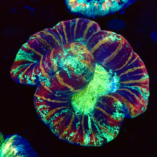 (WYSIWYG) Tiger Striped Rainbow Trachy