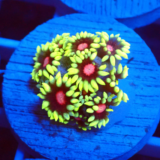 Sunflower Goni