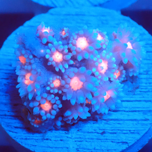 Ghost Pink Goni
