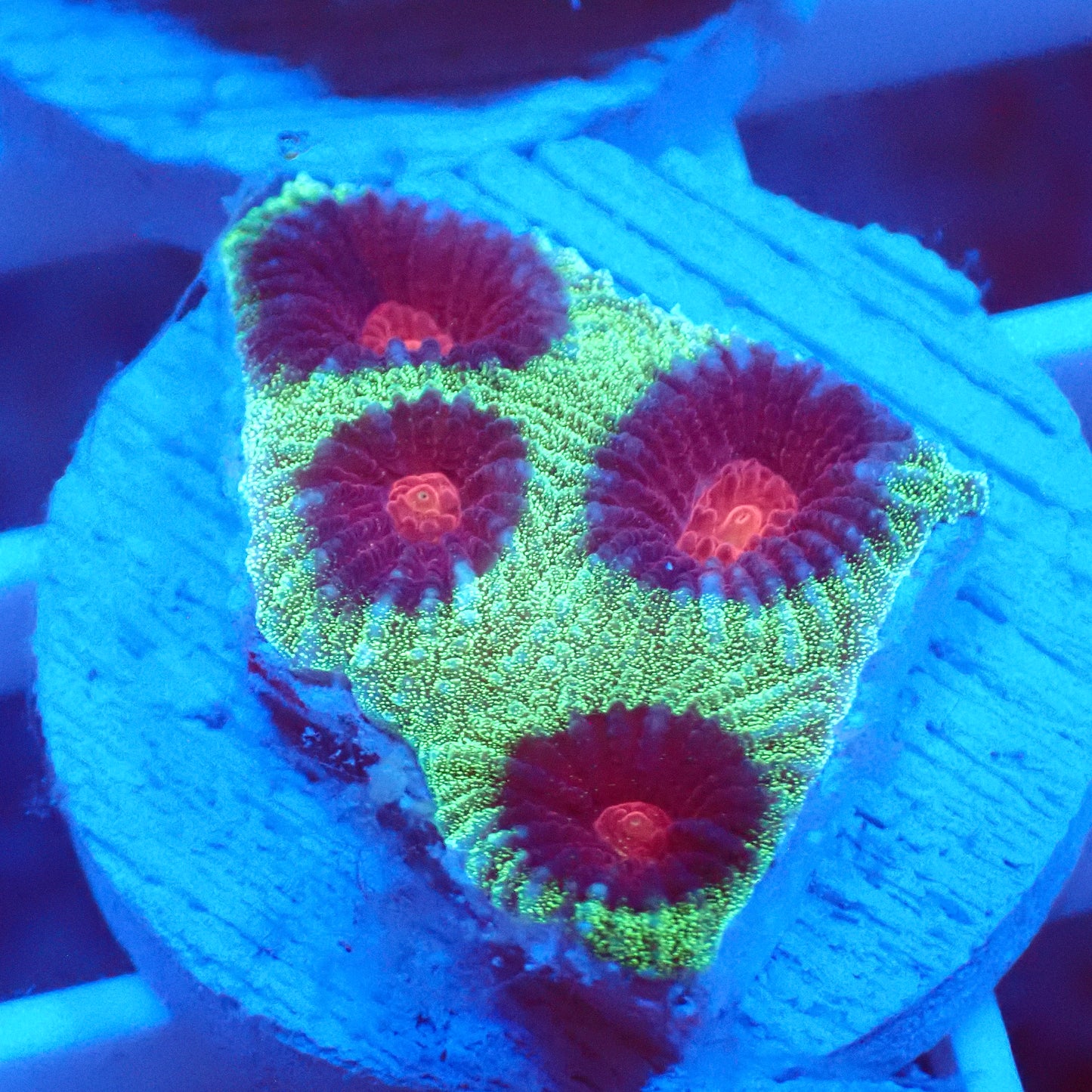 Watermelon Favia