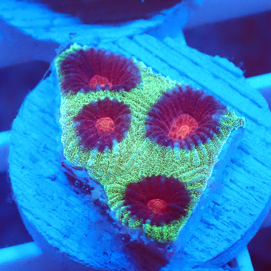 Watermelon Favia