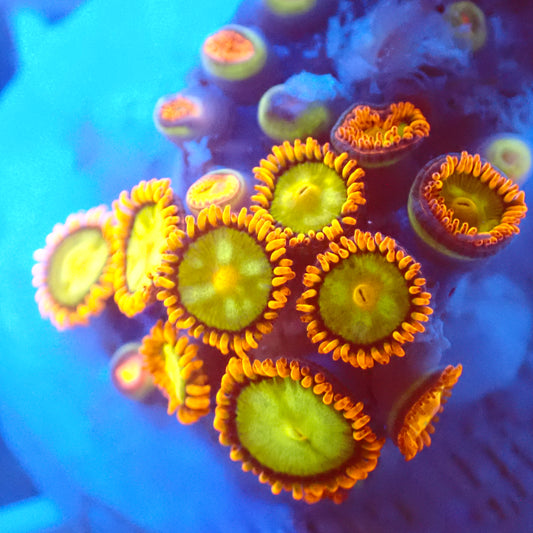 Assorted Zoas (4+ Polyps)