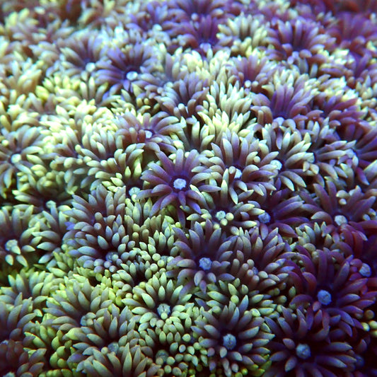 Green Purple Goni