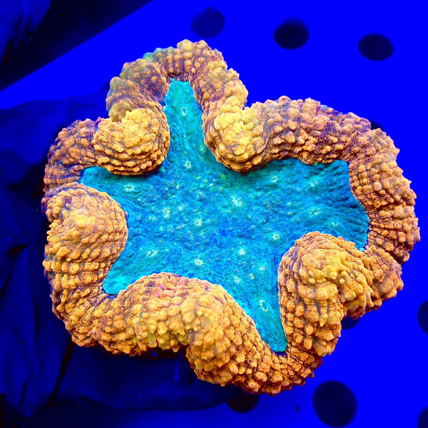 Orange Teal Symphyllia