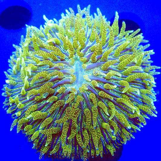 Glitter Fungia