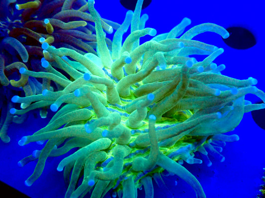 Green Heliofungia (3")