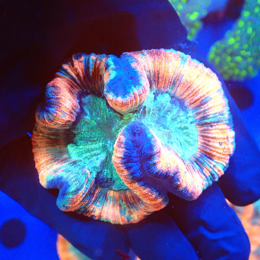Rainbow Trachy A