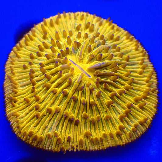 Yellow Fungia (2.5")