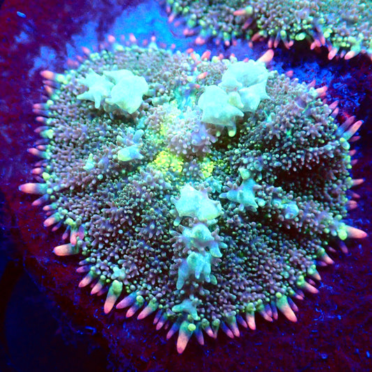 Frankenstein Bounce Mushroom (Pink Tips Green Bounce)