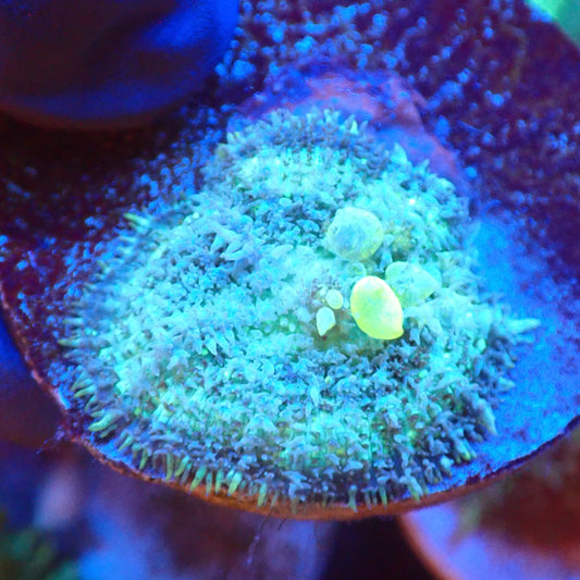 Green Bounce Mushroom (Lime Bounce)