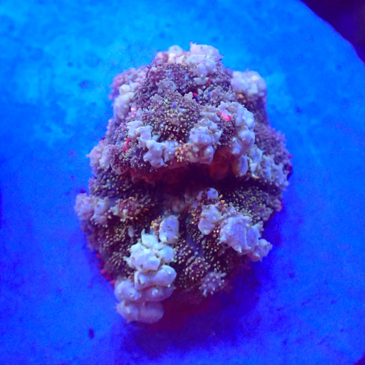 Ultra Powerball Bounce Mushroom