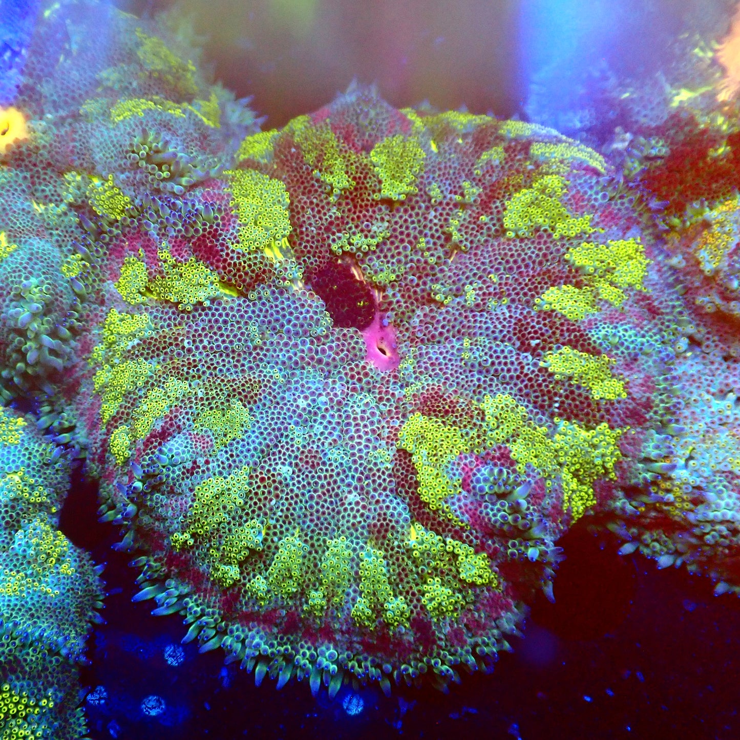 Green Mini Maxi Anemone