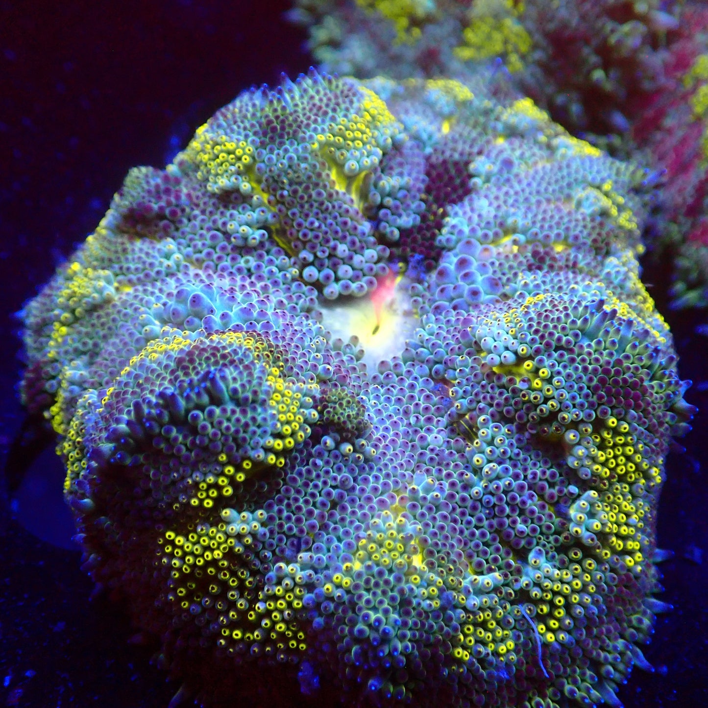 Bumblebee Mini Maxi Anemone