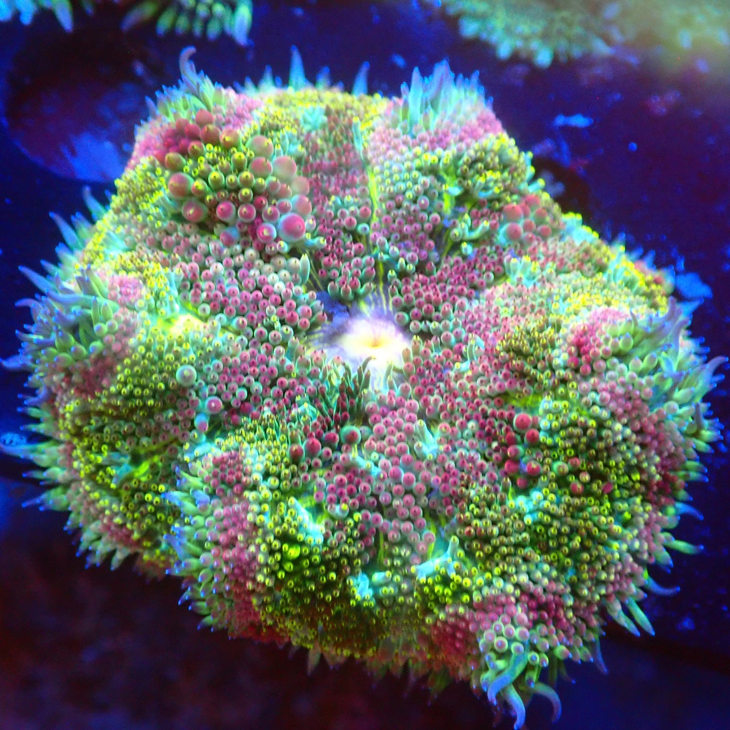 Watermelon Mini Maxi Anemone