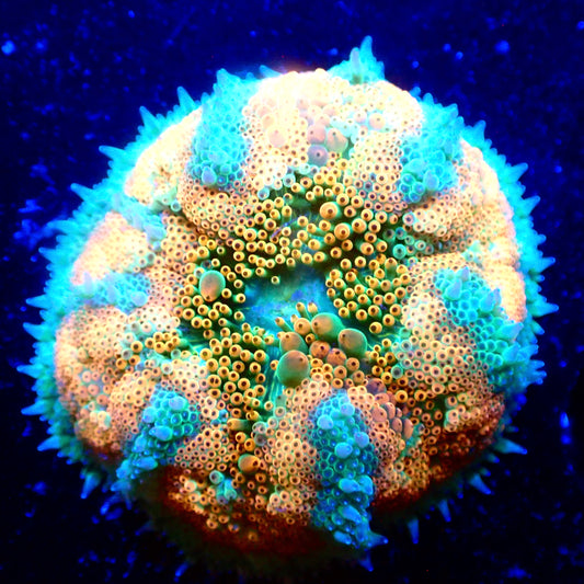 Orange Starburst Mini Maxi Anemone