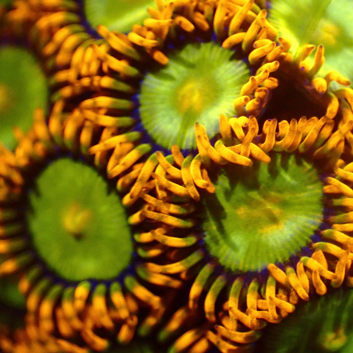 Assorted Zoas (4+ Polyps)