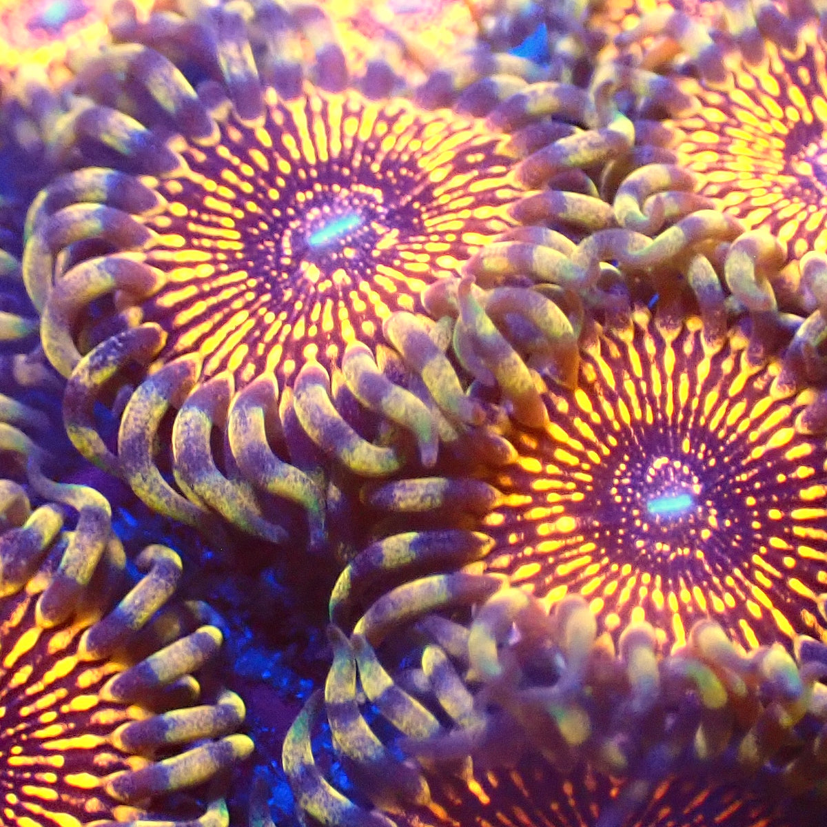 Assorted Zoas (4+ Polyps)