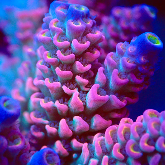UWA Pink Dreams Tenuis