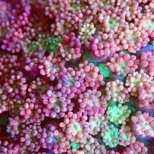 Pink Dreams Goni Frag