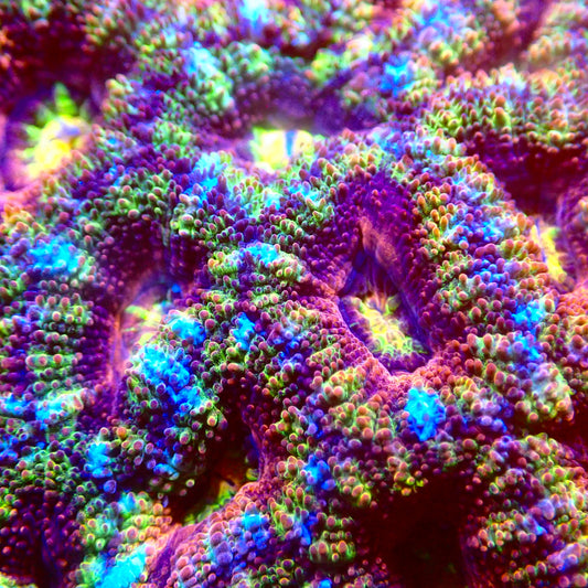 UWA Gummy Bear Acan