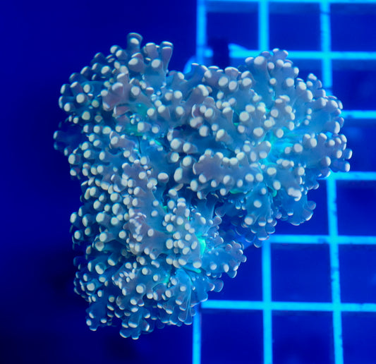 (WYSIWYG) Peach Frogspawn A1 (2.5 Heads)