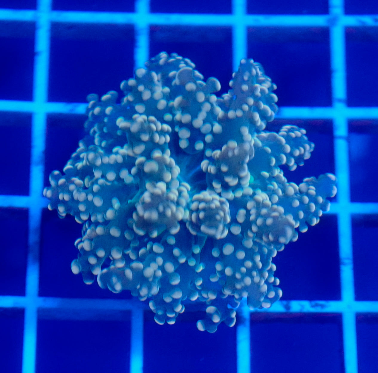 (WYSIWYG) Peach Frogspawn A2