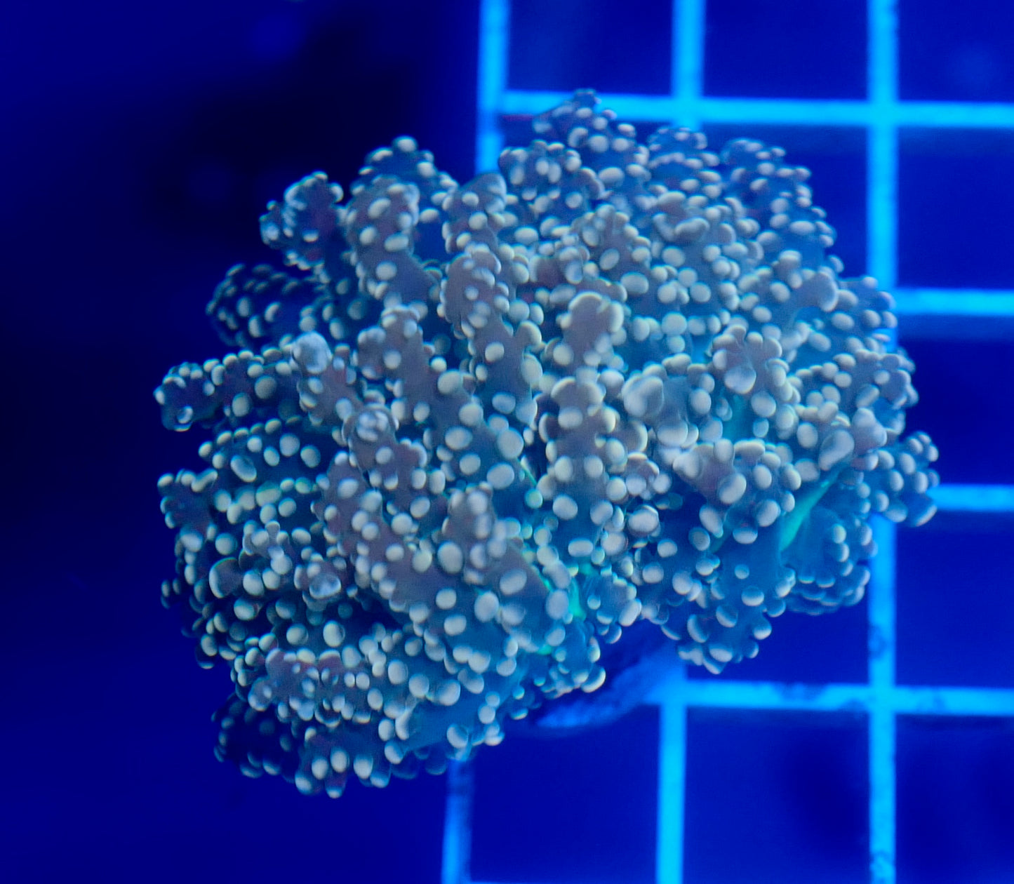 (WYSIWYG) Peach Frogspawn B1 (1.5 Heads)