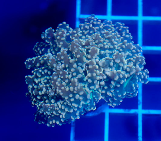 (WYSIWYG) Peach Frogspawn B1 (1.5 Heads)