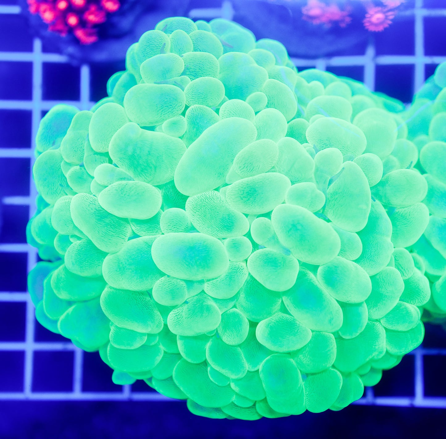 (WYSIWYG) Bubble Coral R2T1A1 (~6")