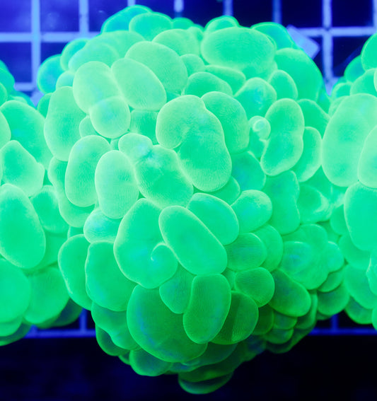 (WYSIWYG) Bubble Coral R2T1A4