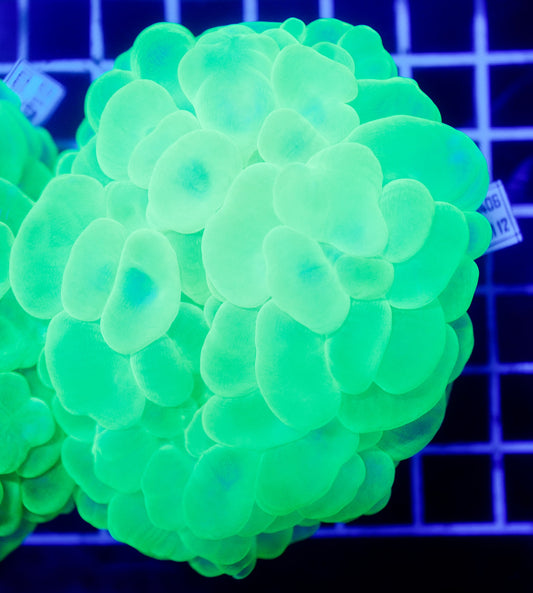 (WYSIWYG) Bubble Coral R2T1A5